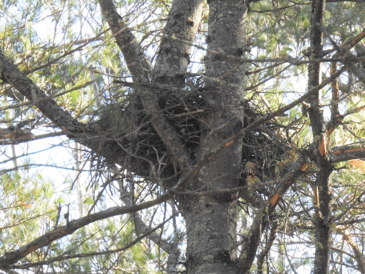 American Goshawk - ML431435081