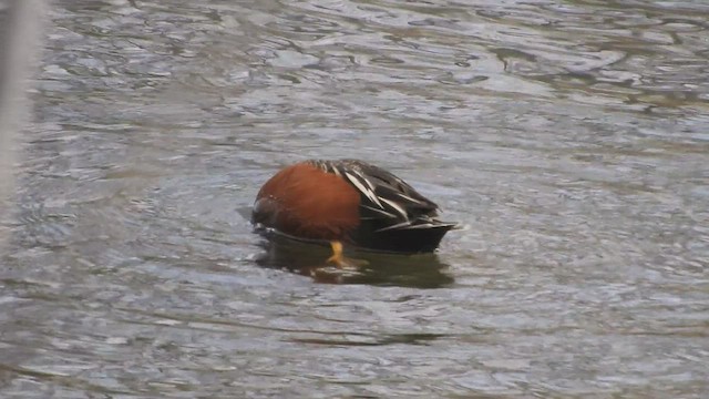 Cinnamon Teal - ML431435381