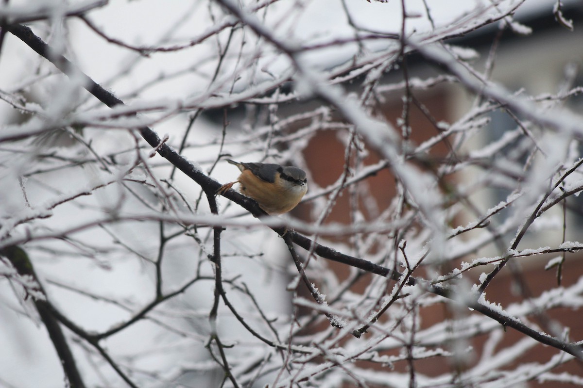 Eurasian Nuthatch - ML431435671