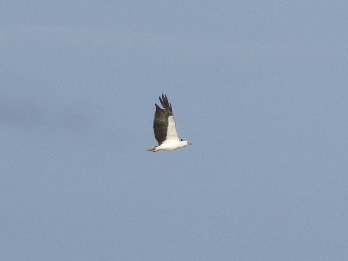 White-bellied Sea-Eagle - GARY DOUGLAS