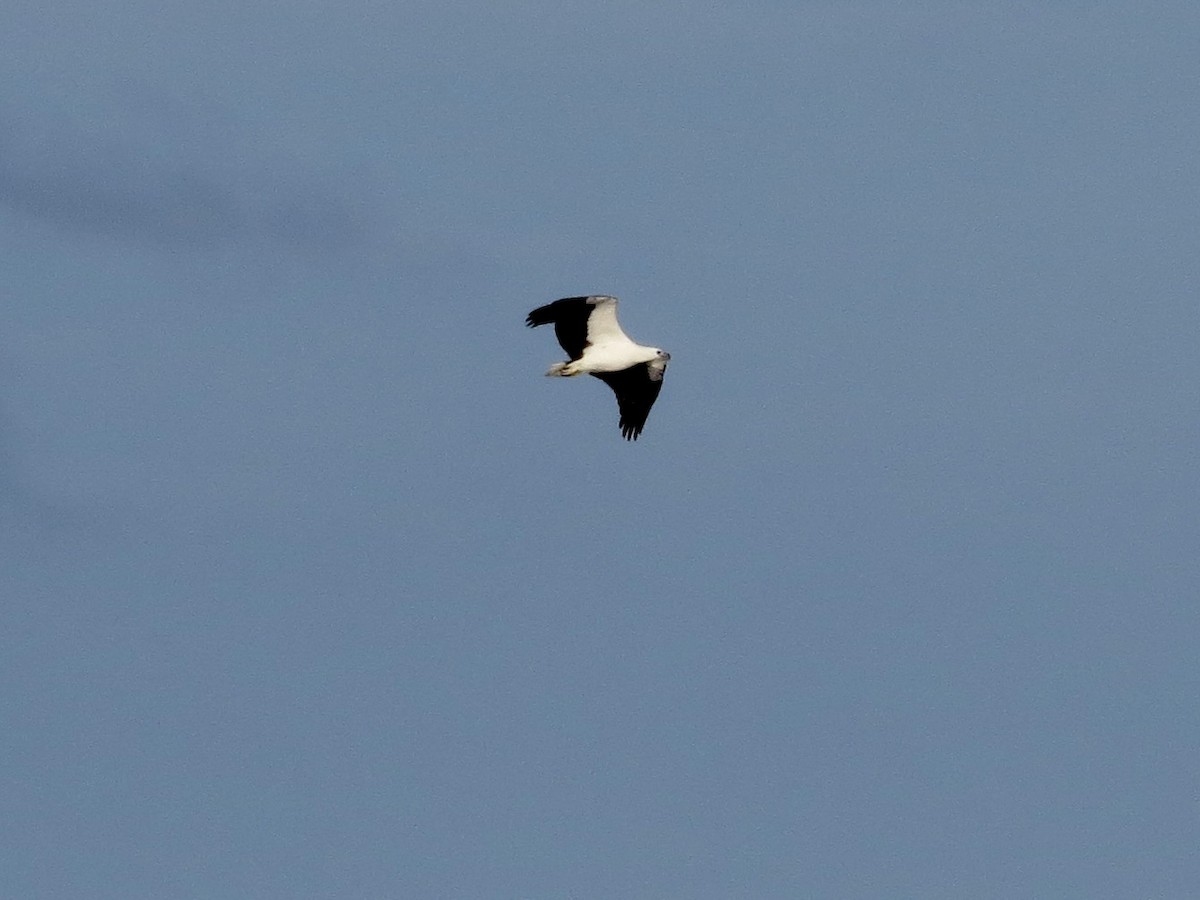 White-bellied Sea-Eagle - ML431437041