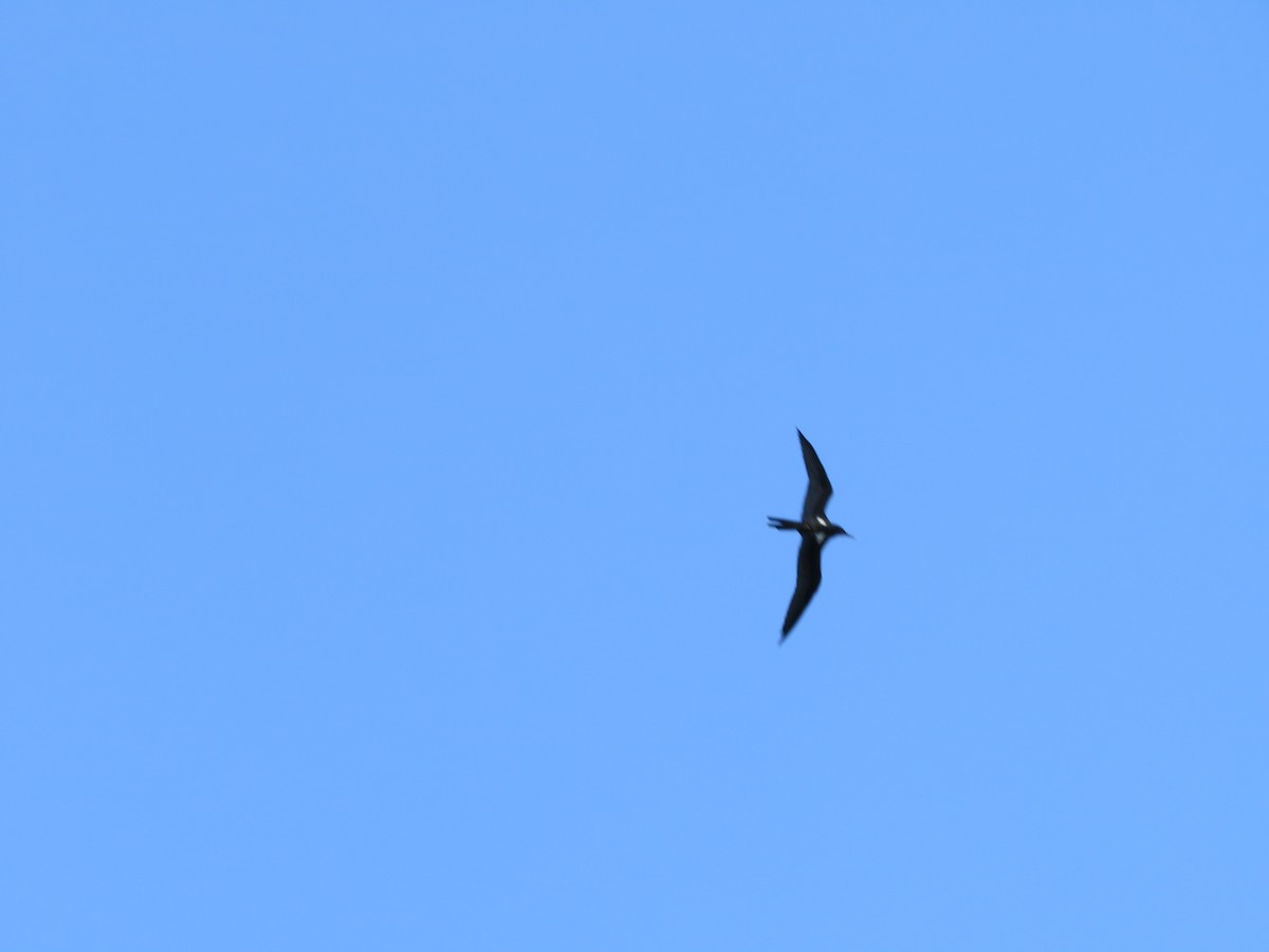 Lesser Frigatebird - ML431437561