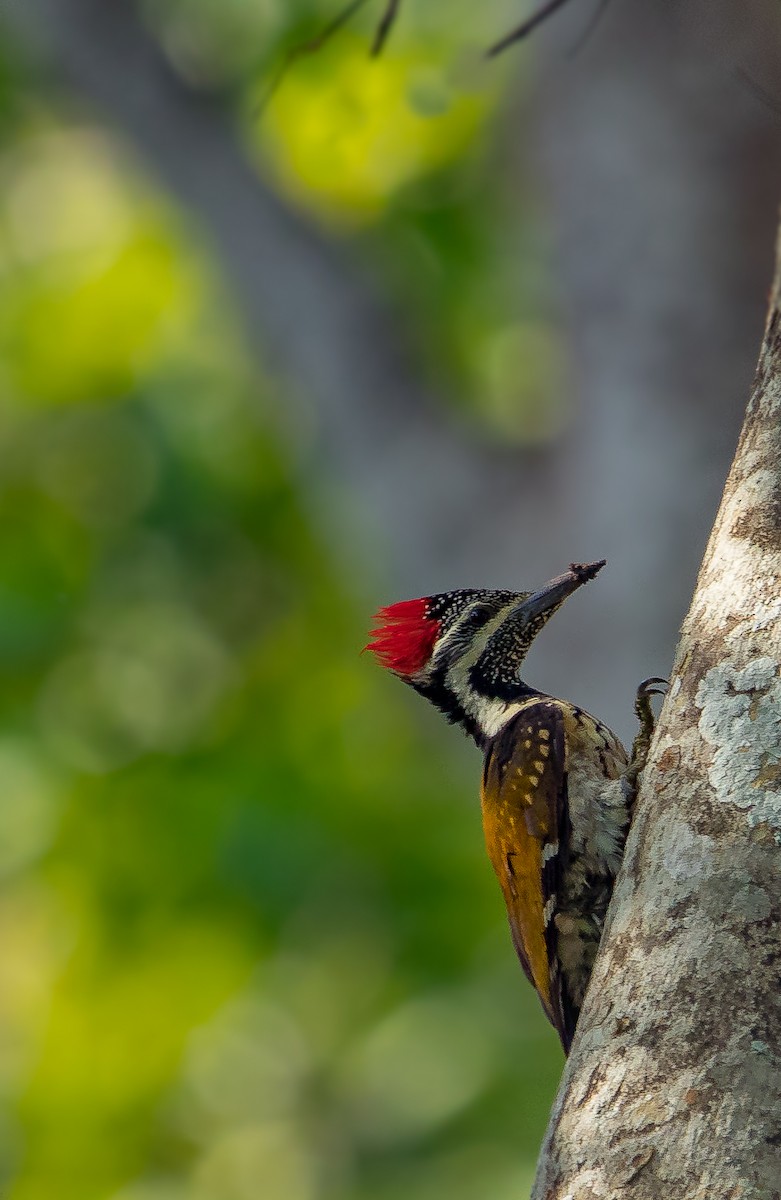 Greater/Common Flameback - ML431438001