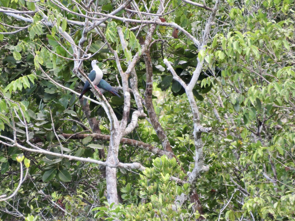 Spice Imperial-Pigeon - ML431438291