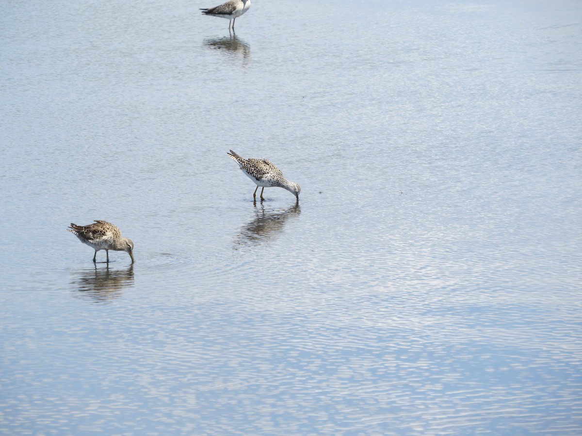 Short-billed Dowitcher - ML431439701