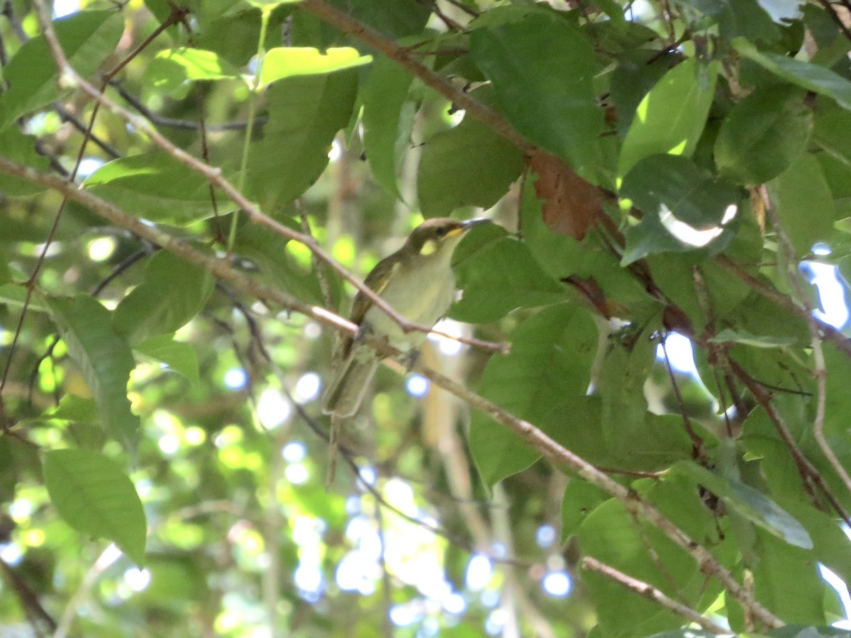 Mimic Honeyeater - ML431439751