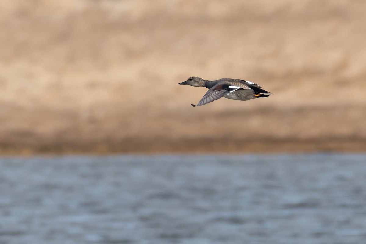 Gadwall - Steven McGrath