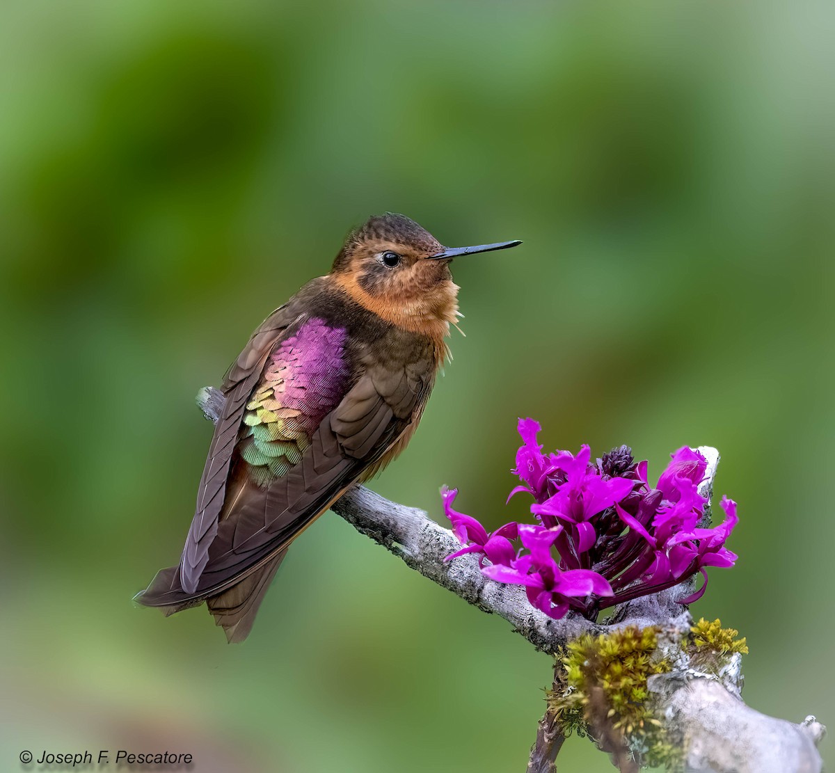 Shining Sunbeam - Joseph Pescatore