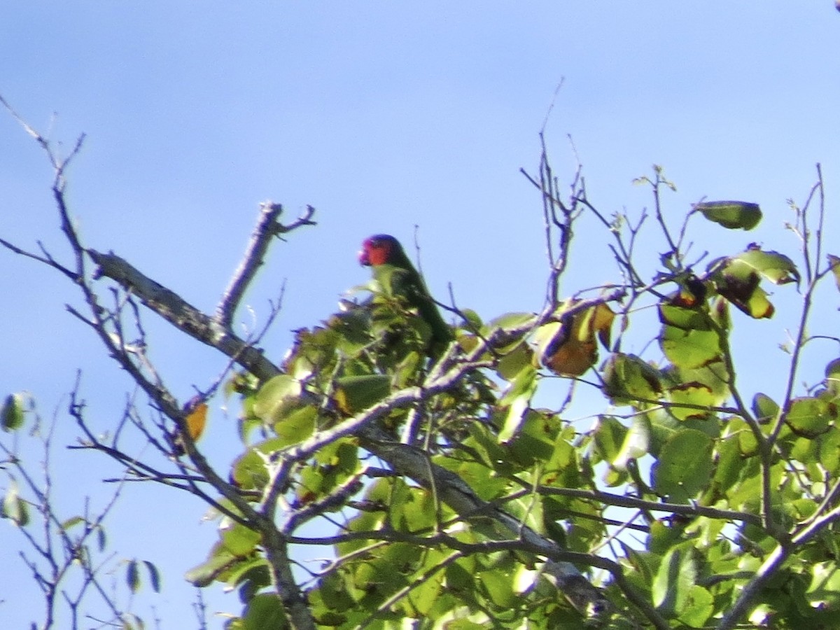 Red-cheeked Parrot - ML431442501