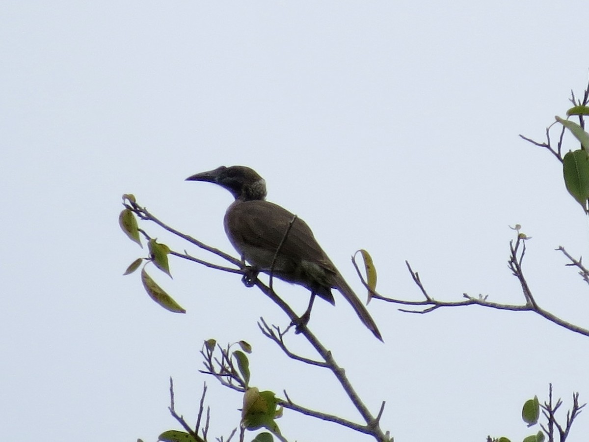 Helmeted Friarbird - ML431442521