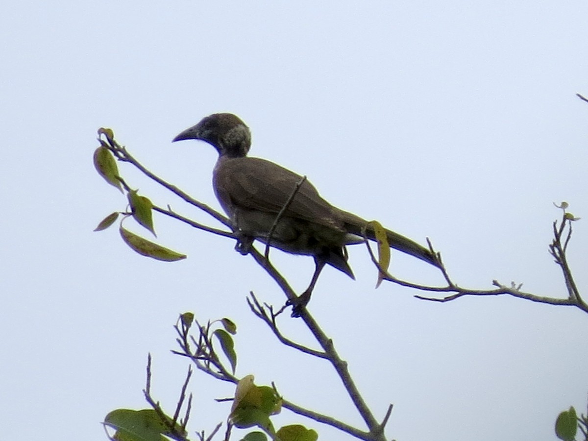 Helmeted Friarbird - GARY DOUGLAS