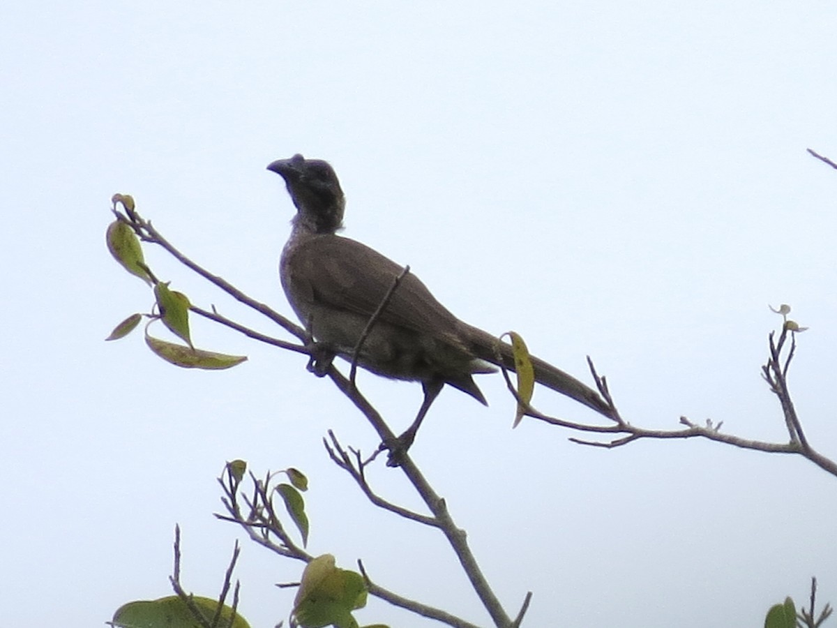 Helmeted Friarbird - ML431442571