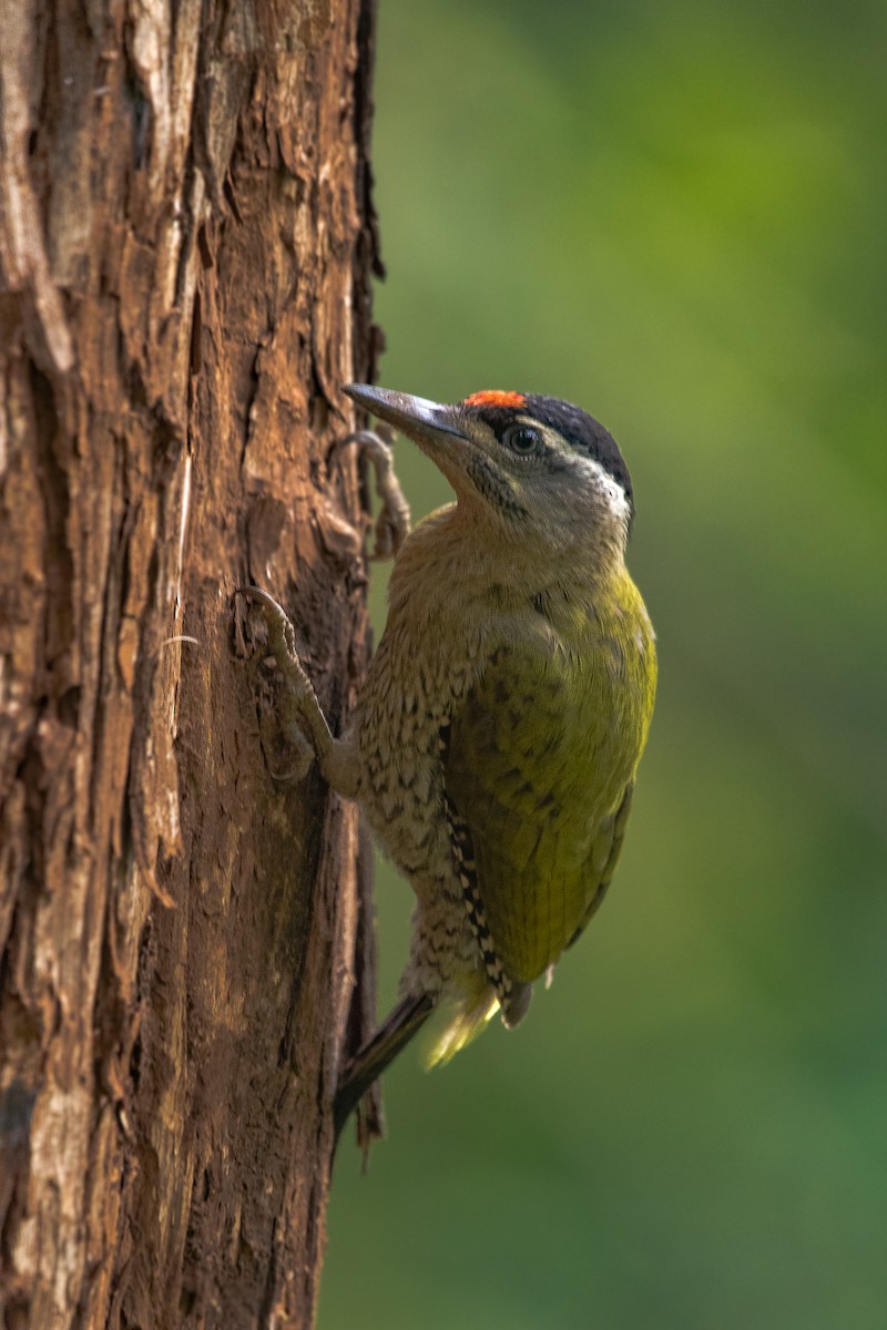 Streak-throated Woodpecker - ML431445301