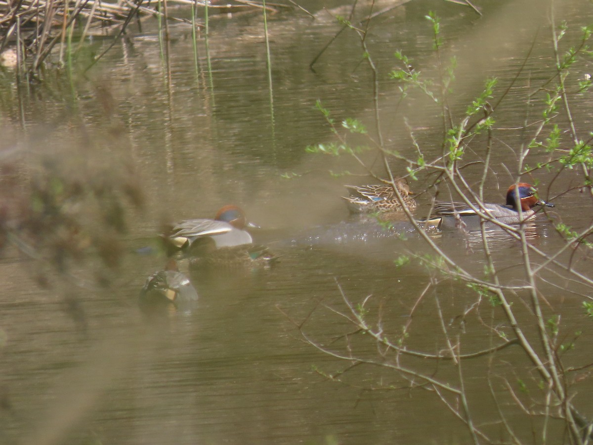 Green-winged Teal - ML431446401