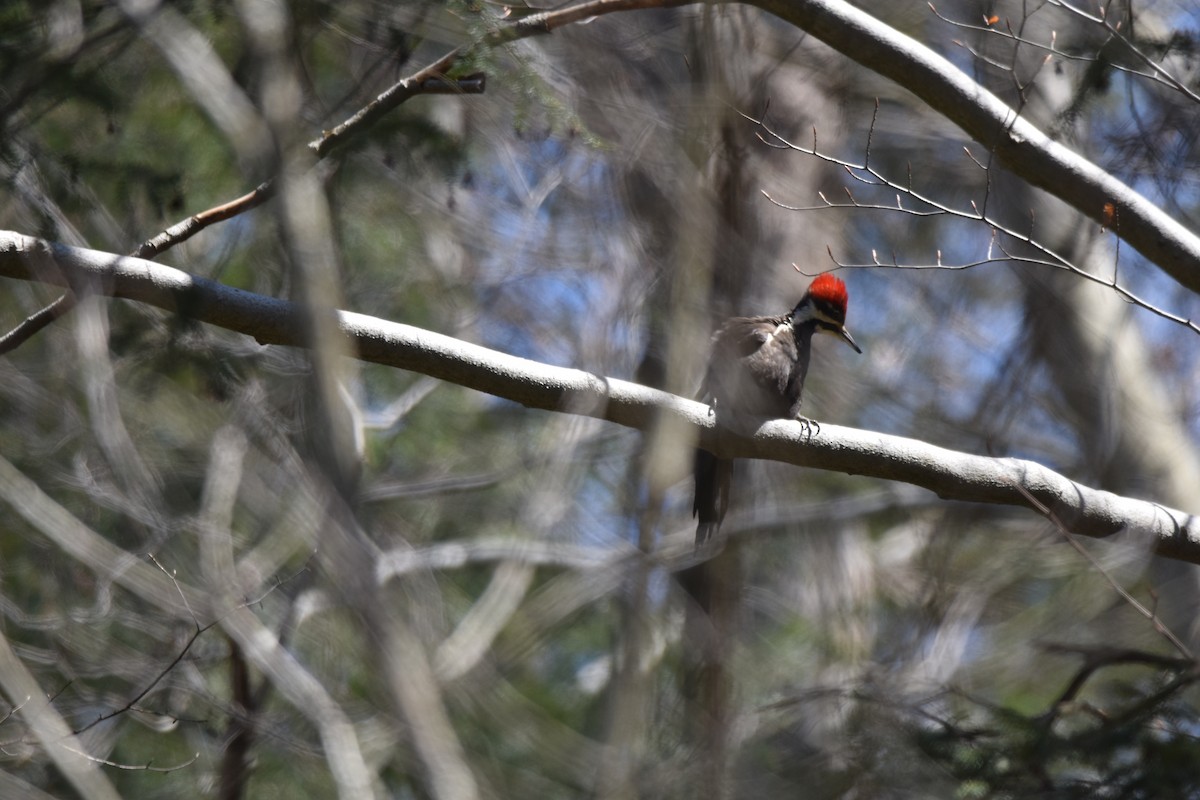 Pileated Woodpecker - ML431446491