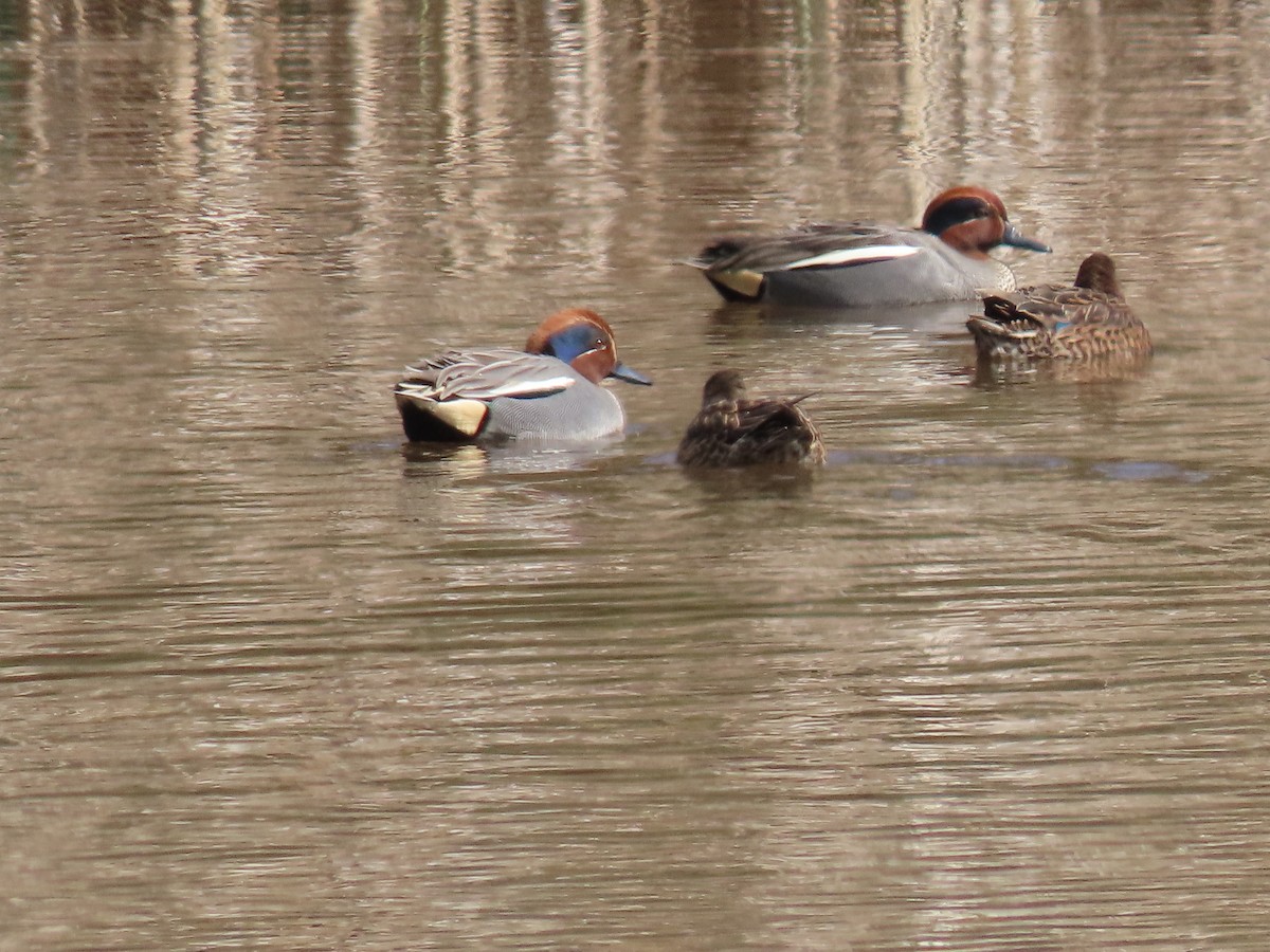 Green-winged Teal - ML431446811