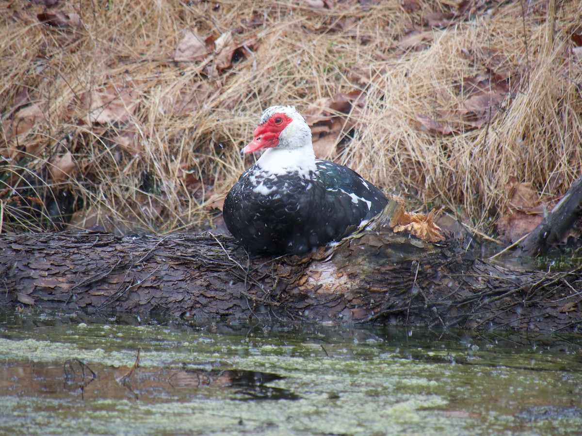 Muscovy Duck (Domestic type) - ML431448321