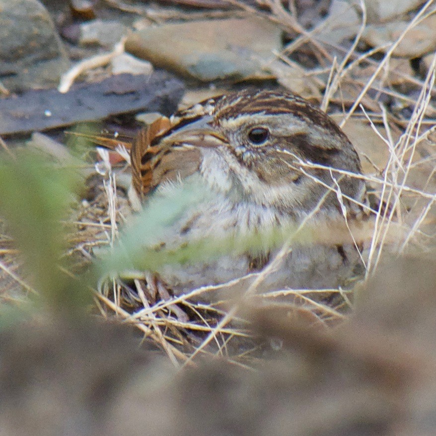 Swamp Sparrow - ML431449281