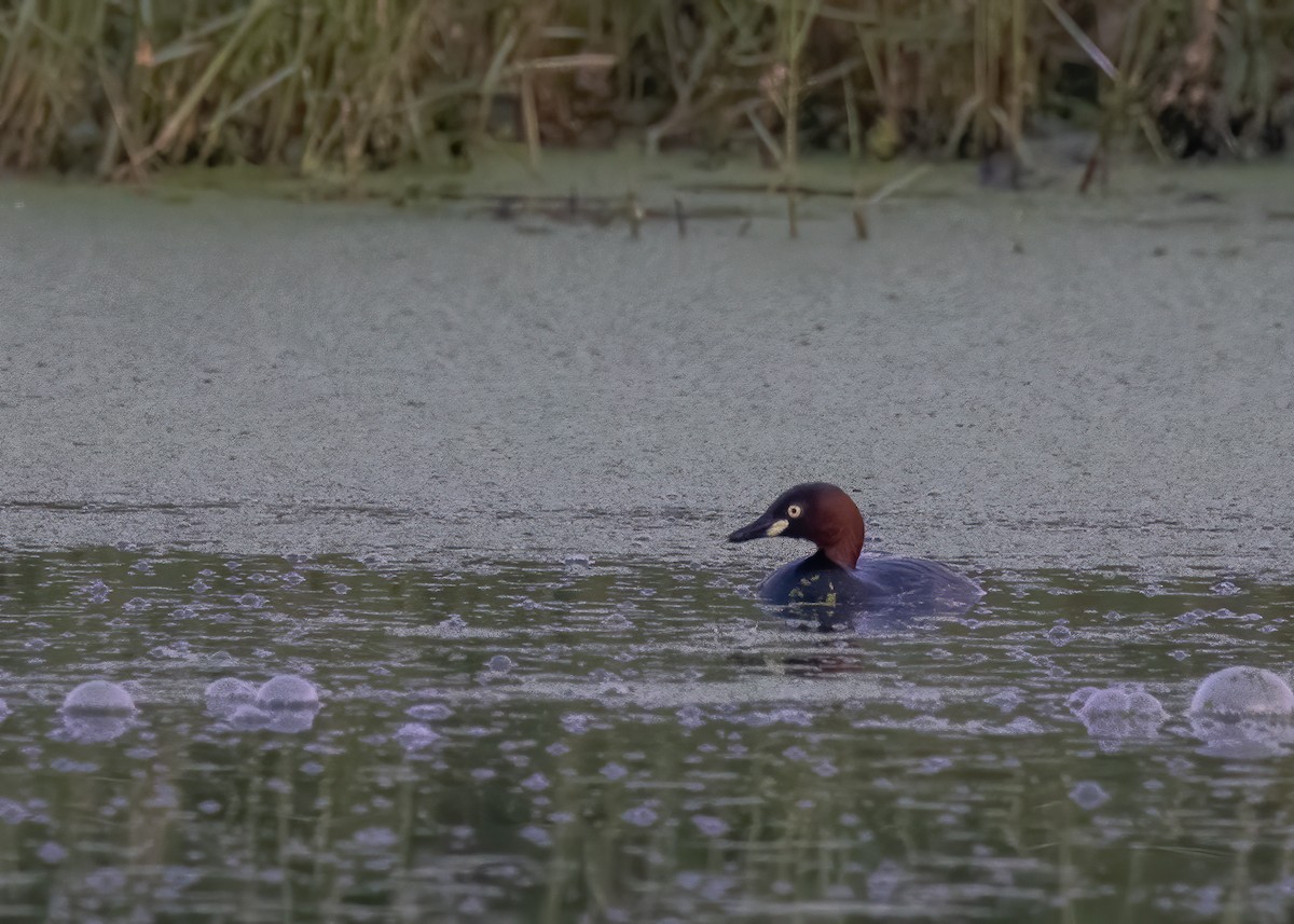 Little Grebe - ML431449341