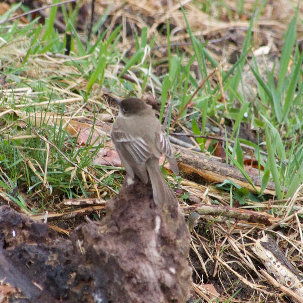 Eastern Phoebe - ML431449351