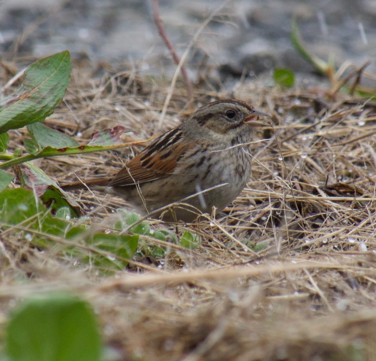 Swamp Sparrow - ML431449431