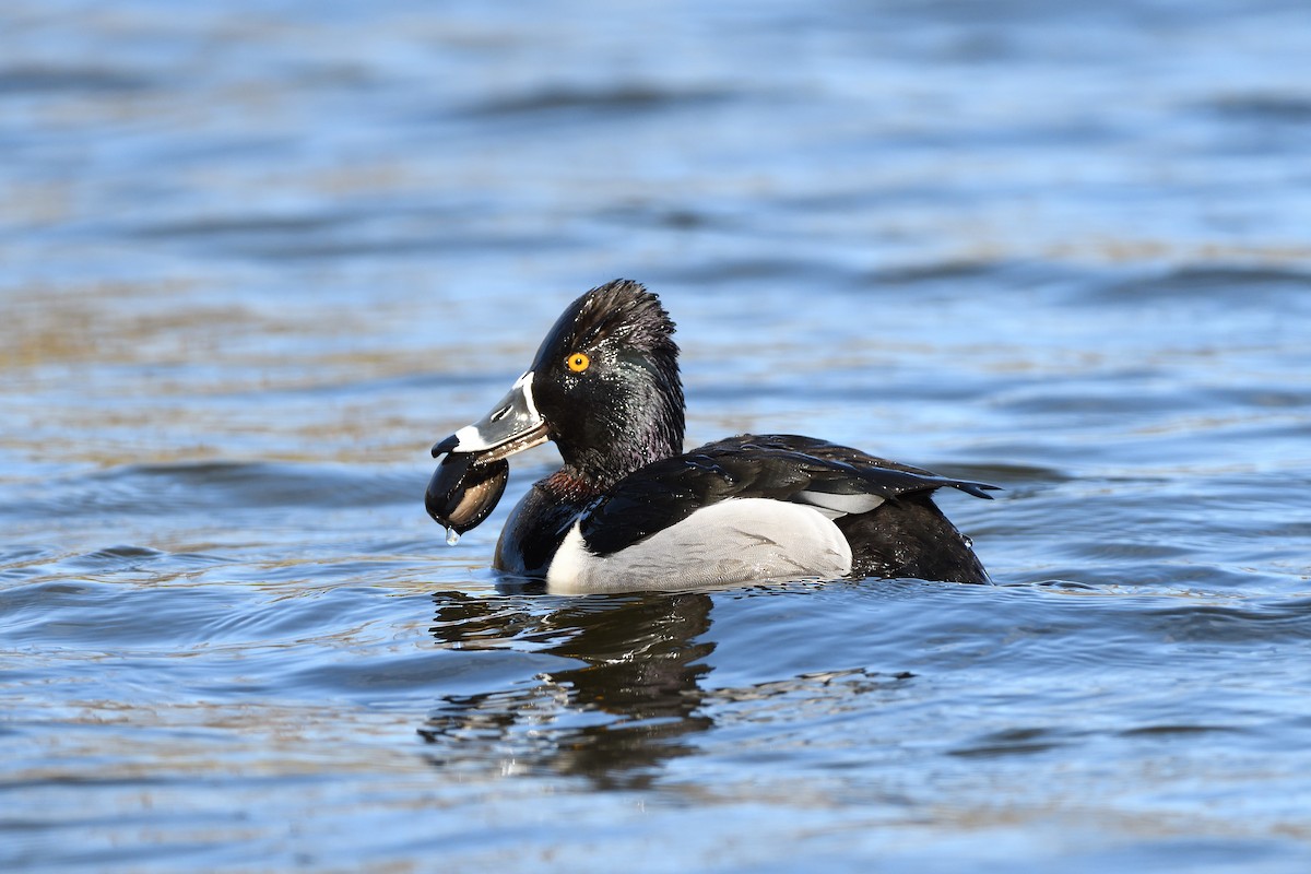 Ring-necked Duck - ML431449621