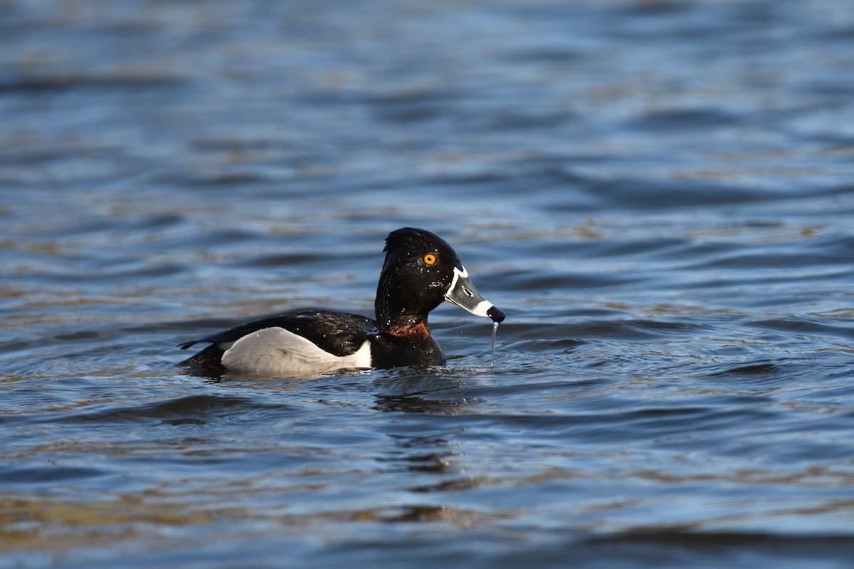 Ring-necked Duck - terence zahner