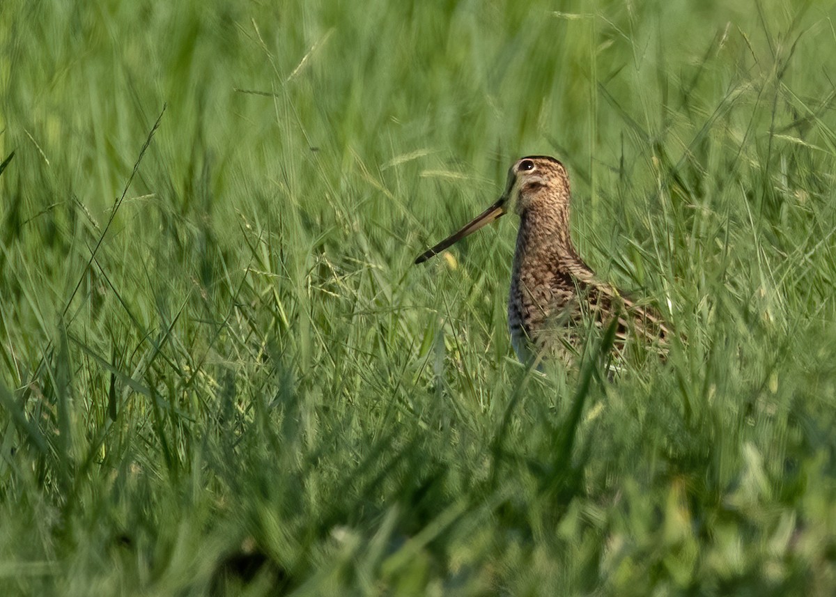 Gallinago sp. - ML431449711