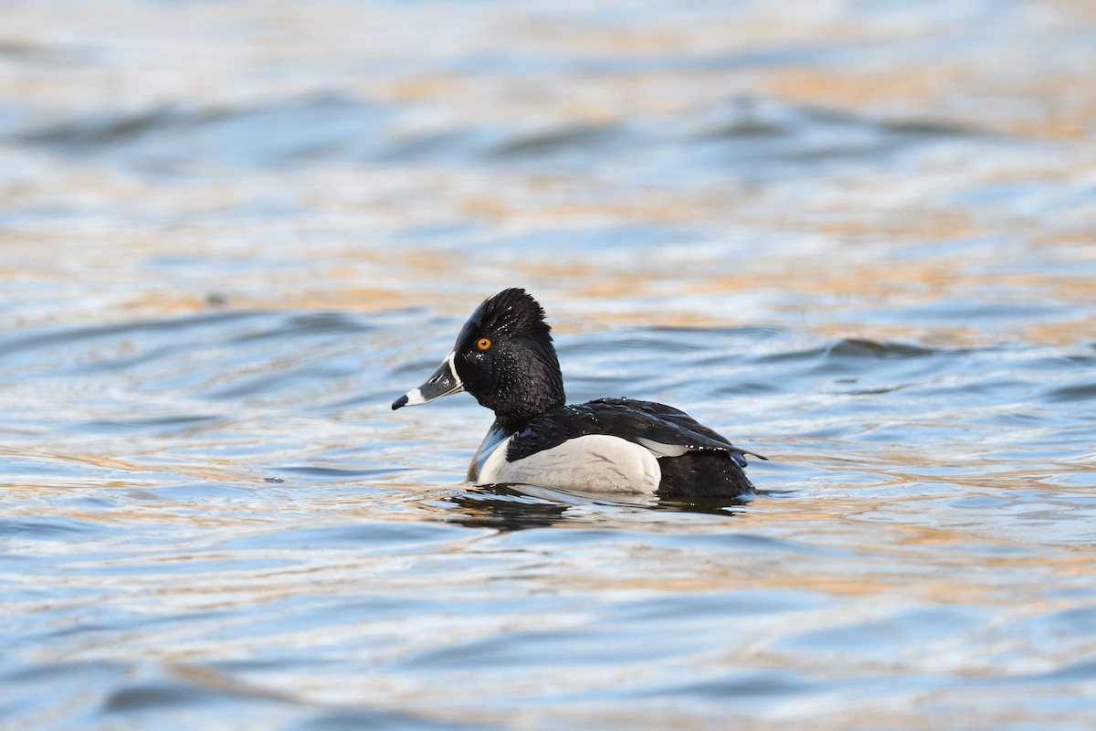 Ring-necked Duck - ML431449771