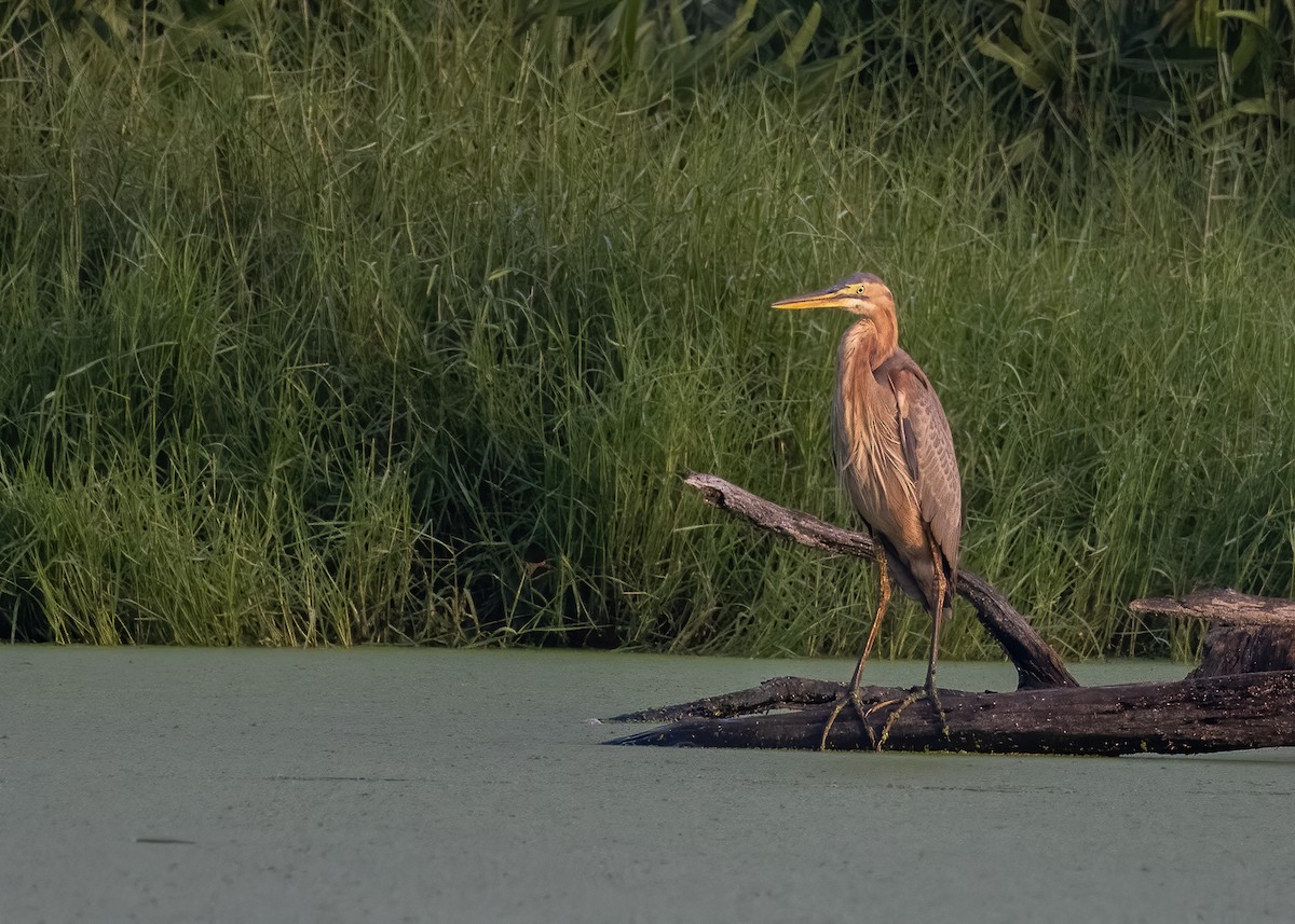 Purple Heron - Joo Aun Hneah