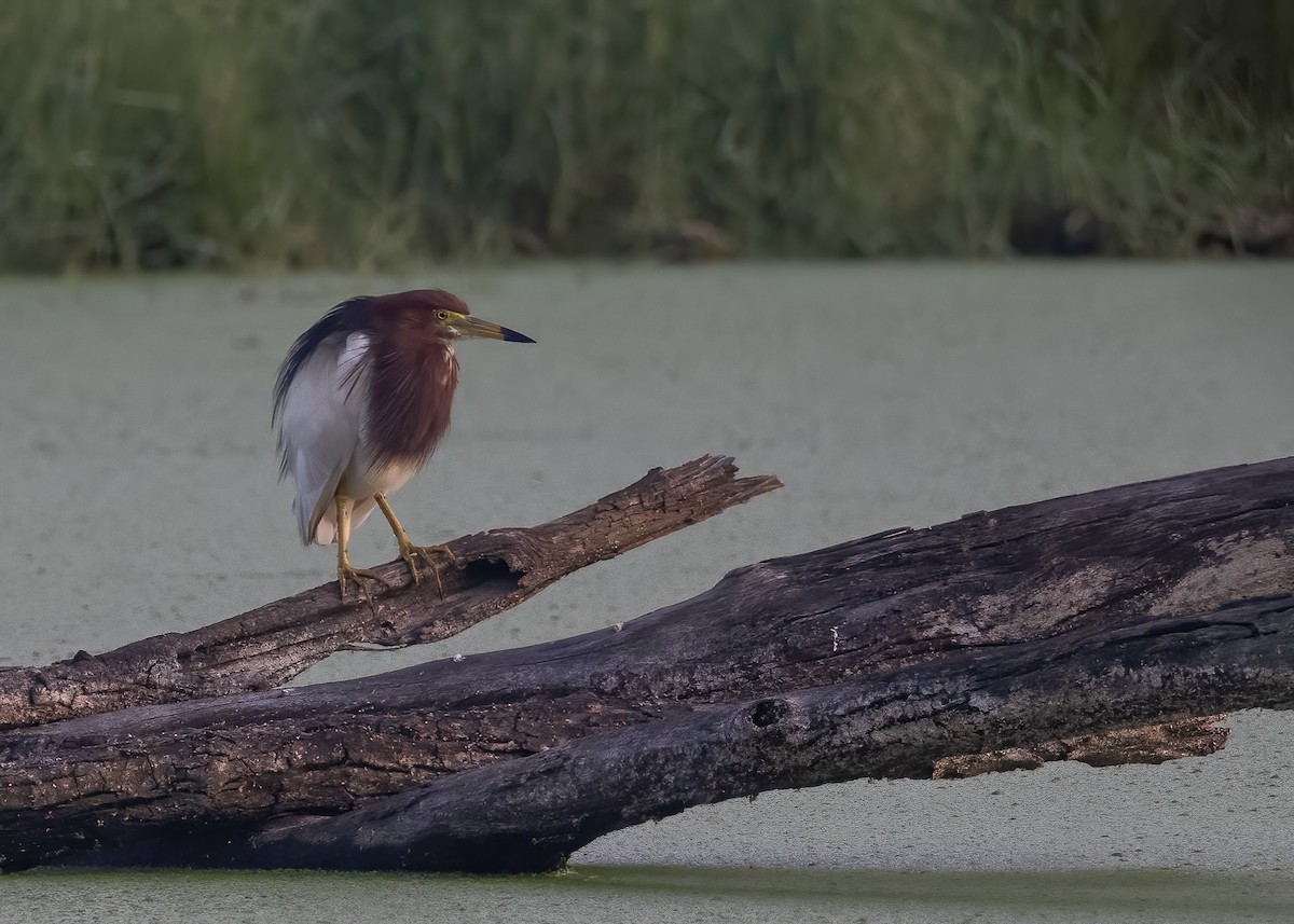 Chinese Pond-Heron - ML431450091