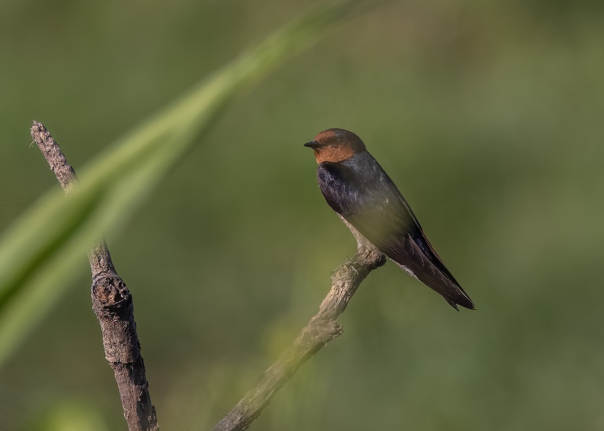 Pacific Swallow - Joo Aun Hneah