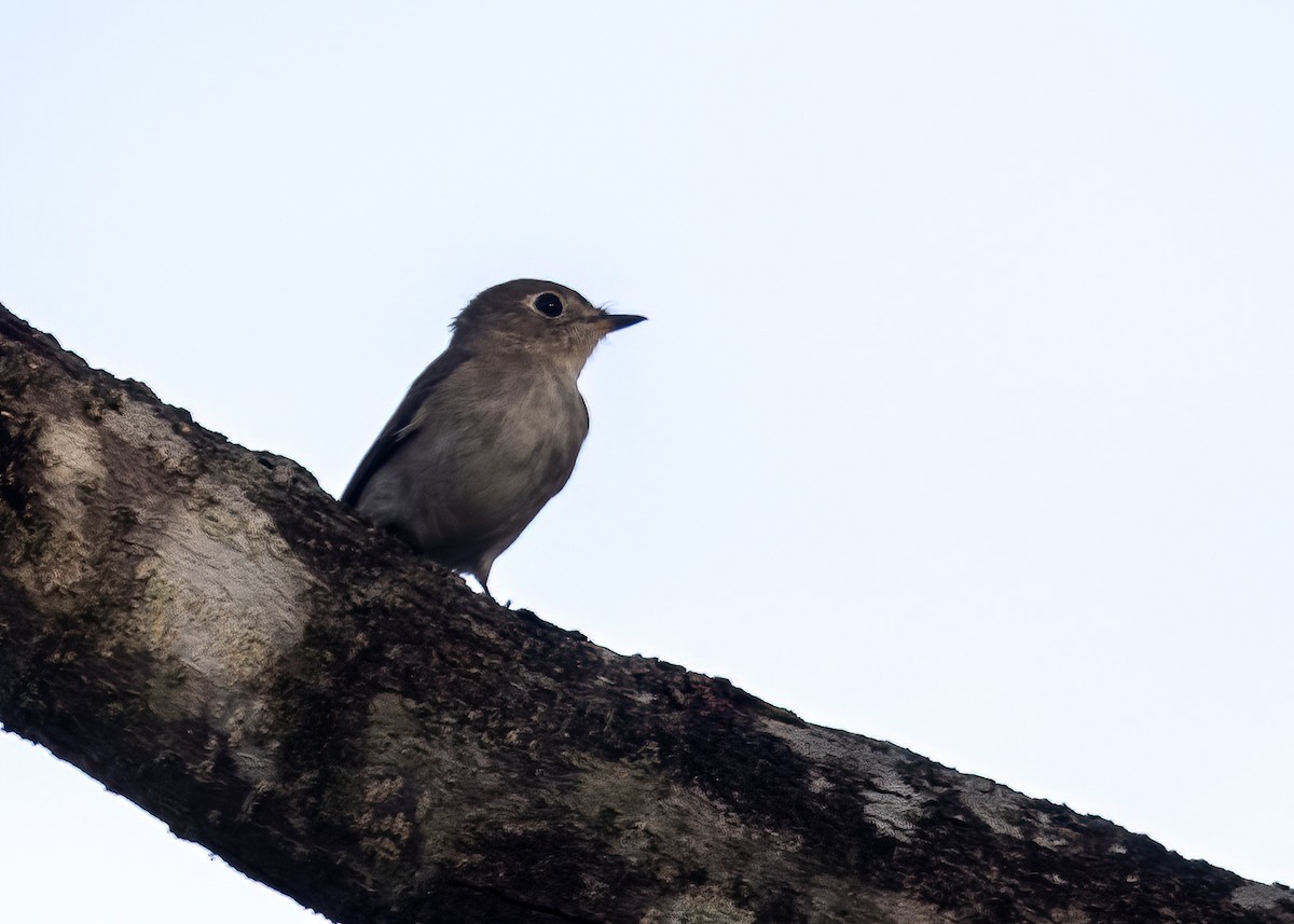 Dark-sided Flycatcher - ML431450801