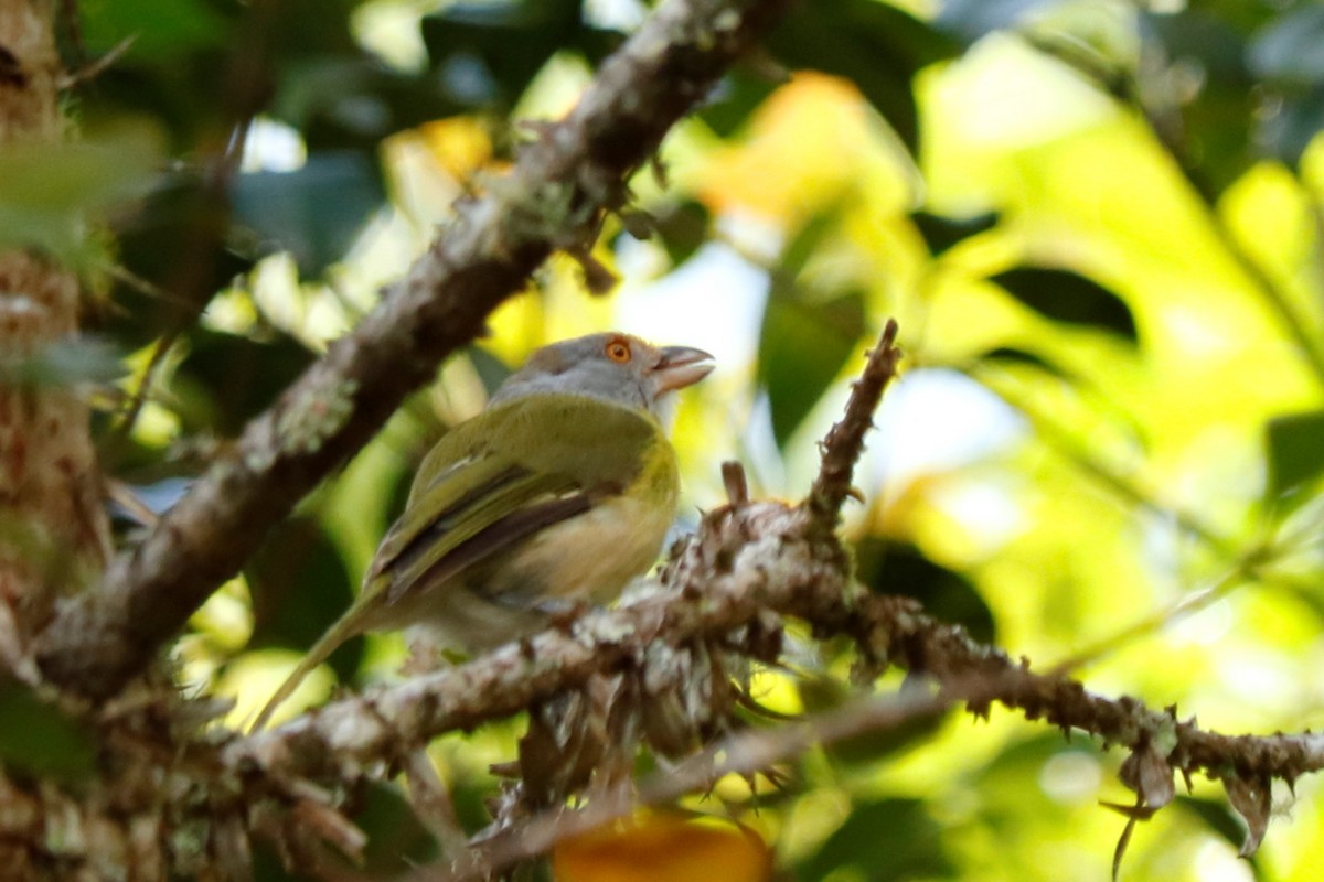 Rufous-browed Peppershrike - Christine Mazaracki