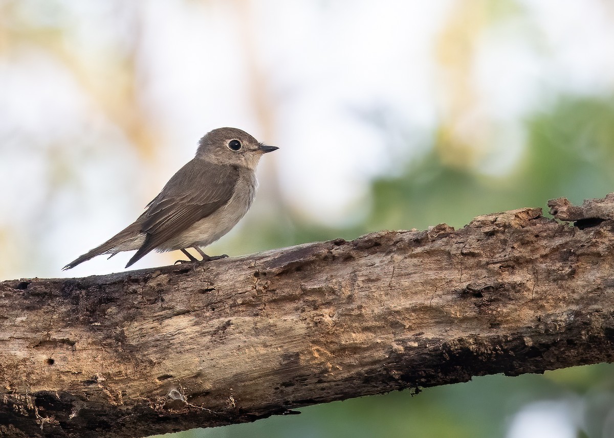 Papamoscas Siberiano - ML431450991