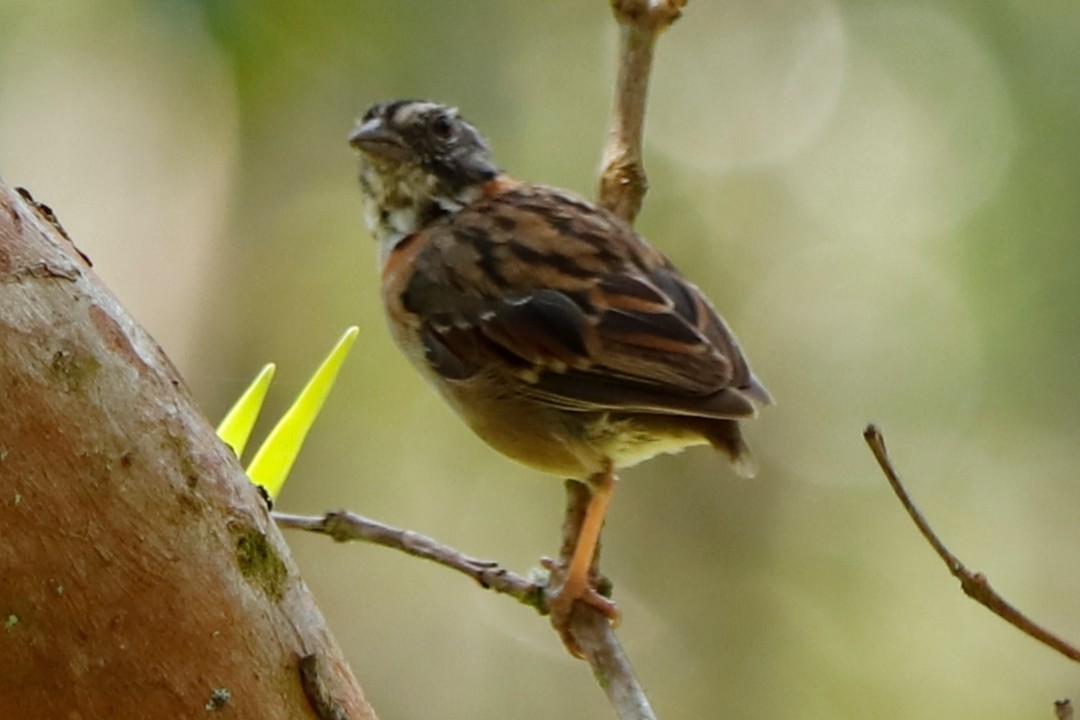 Rufous-collared Sparrow - Christine Mazaracki