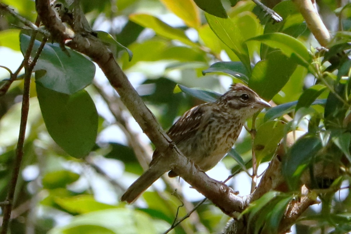 Rufous-collared Sparrow - Christine Mazaracki