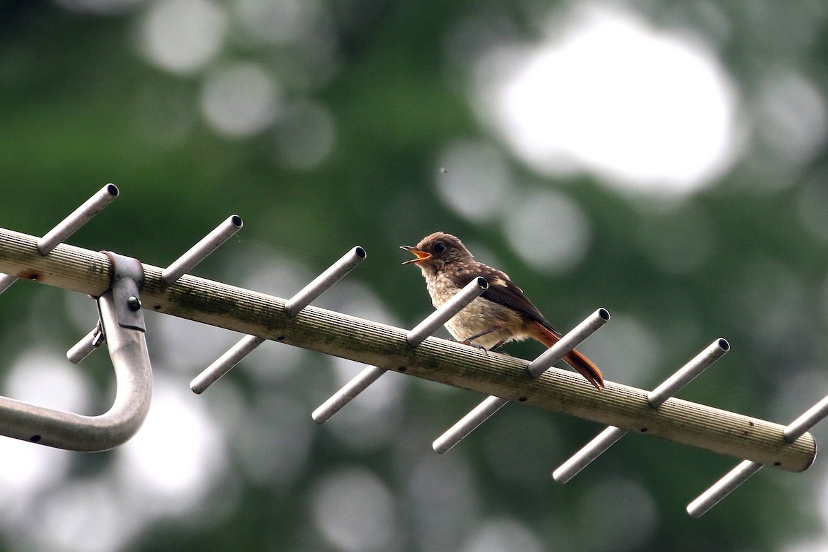 Daurian Redstart - ML431452051