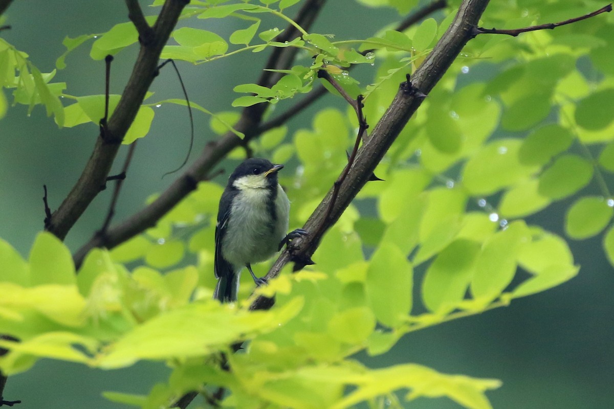 Japanese Tit - ML431452221