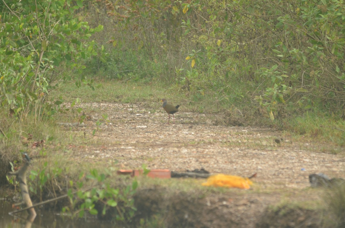 Gray-cowled Wood-Rail - ML431452781