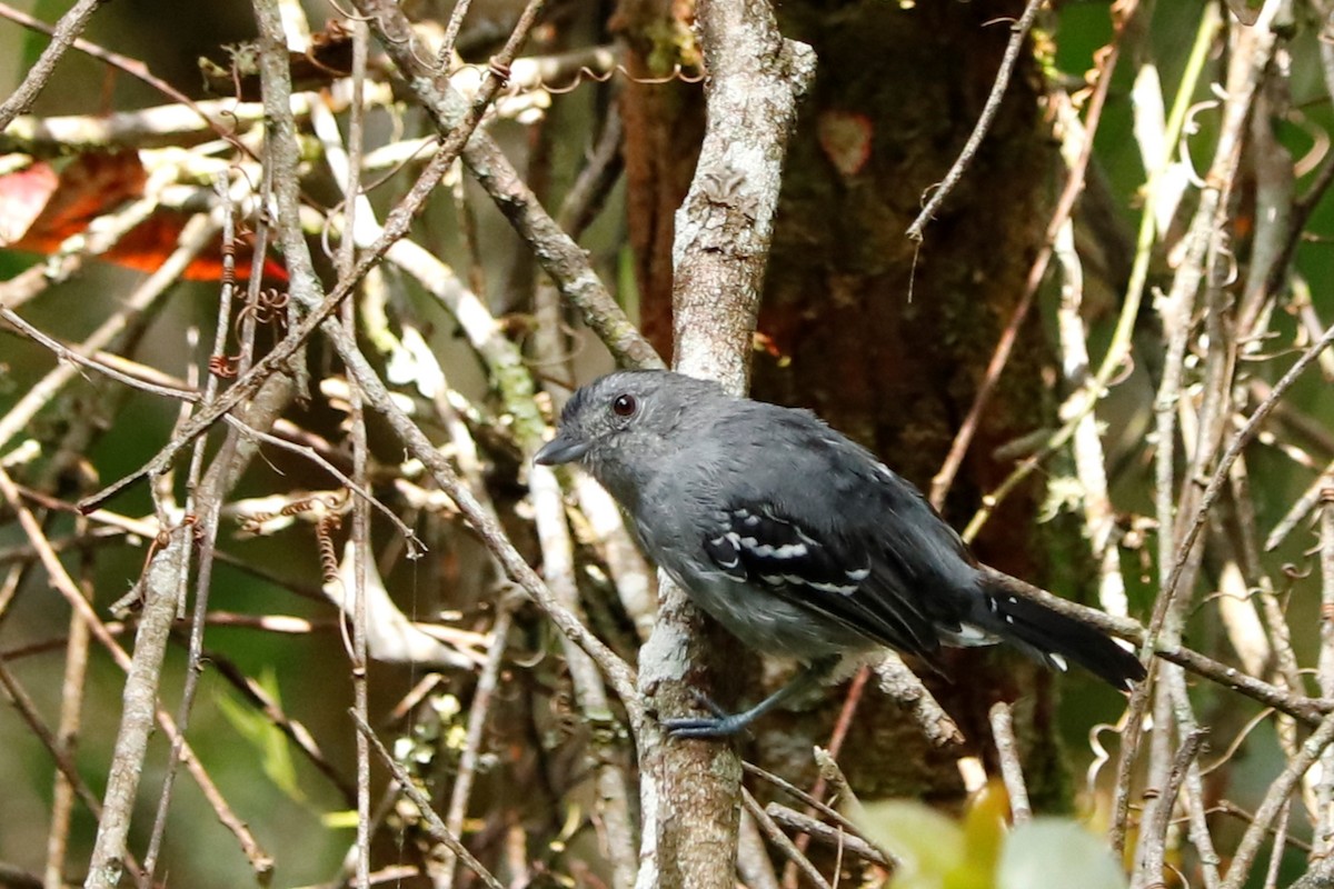 Variable Antshrike - Christine Mazaracki