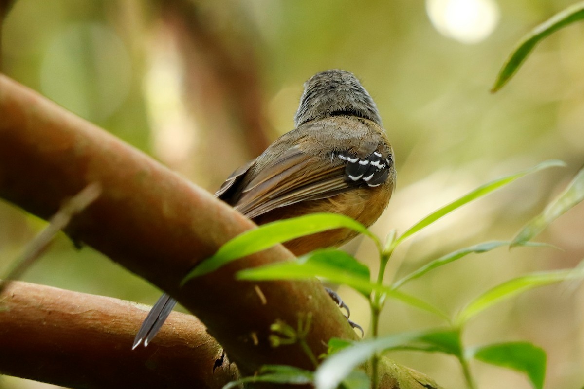 Variable Antshrike - Christine Mazaracki