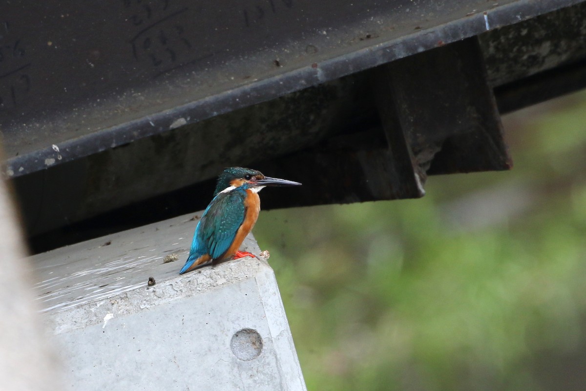 Common Kingfisher - ML431454171