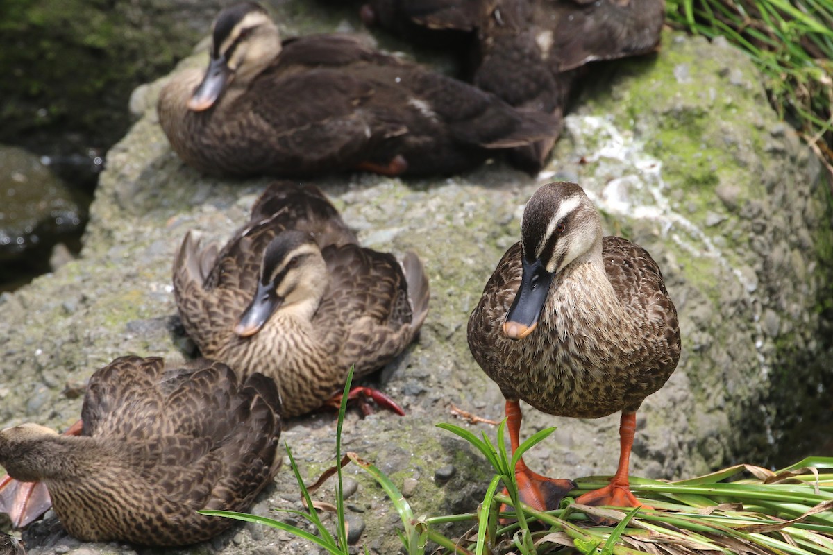 Eastern Spot-billed Duck - ML431454231
