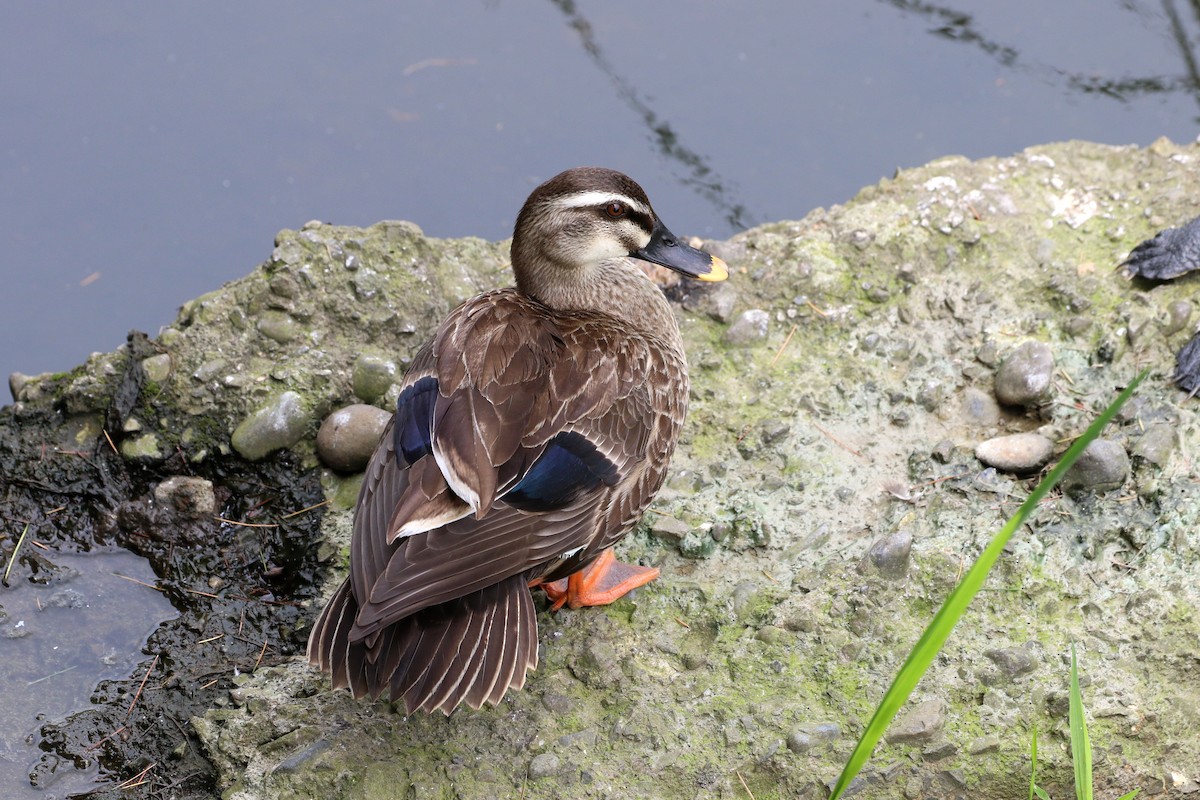 Eastern Spot-billed Duck - ML431454251