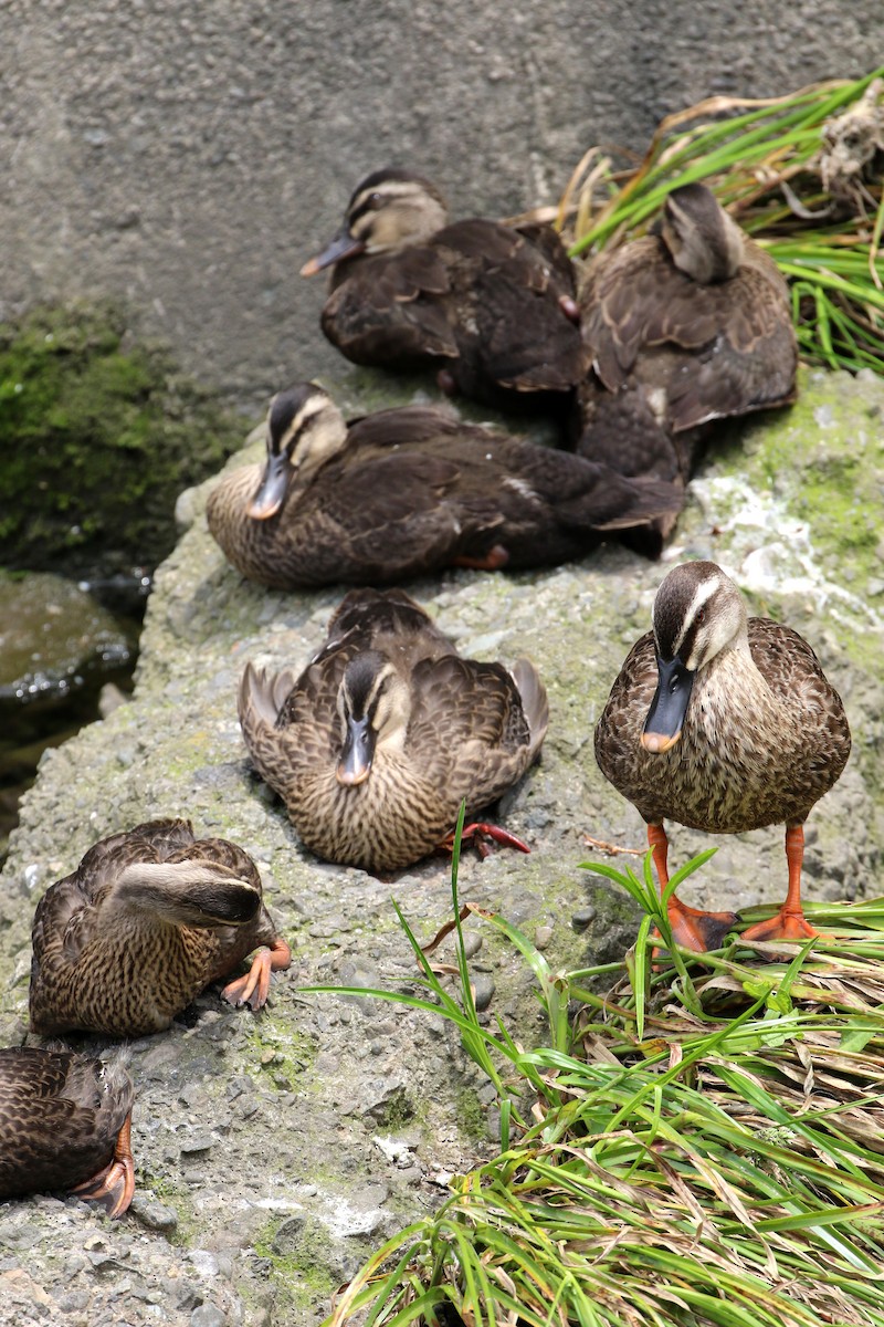 Eastern Spot-billed Duck - ML431454261