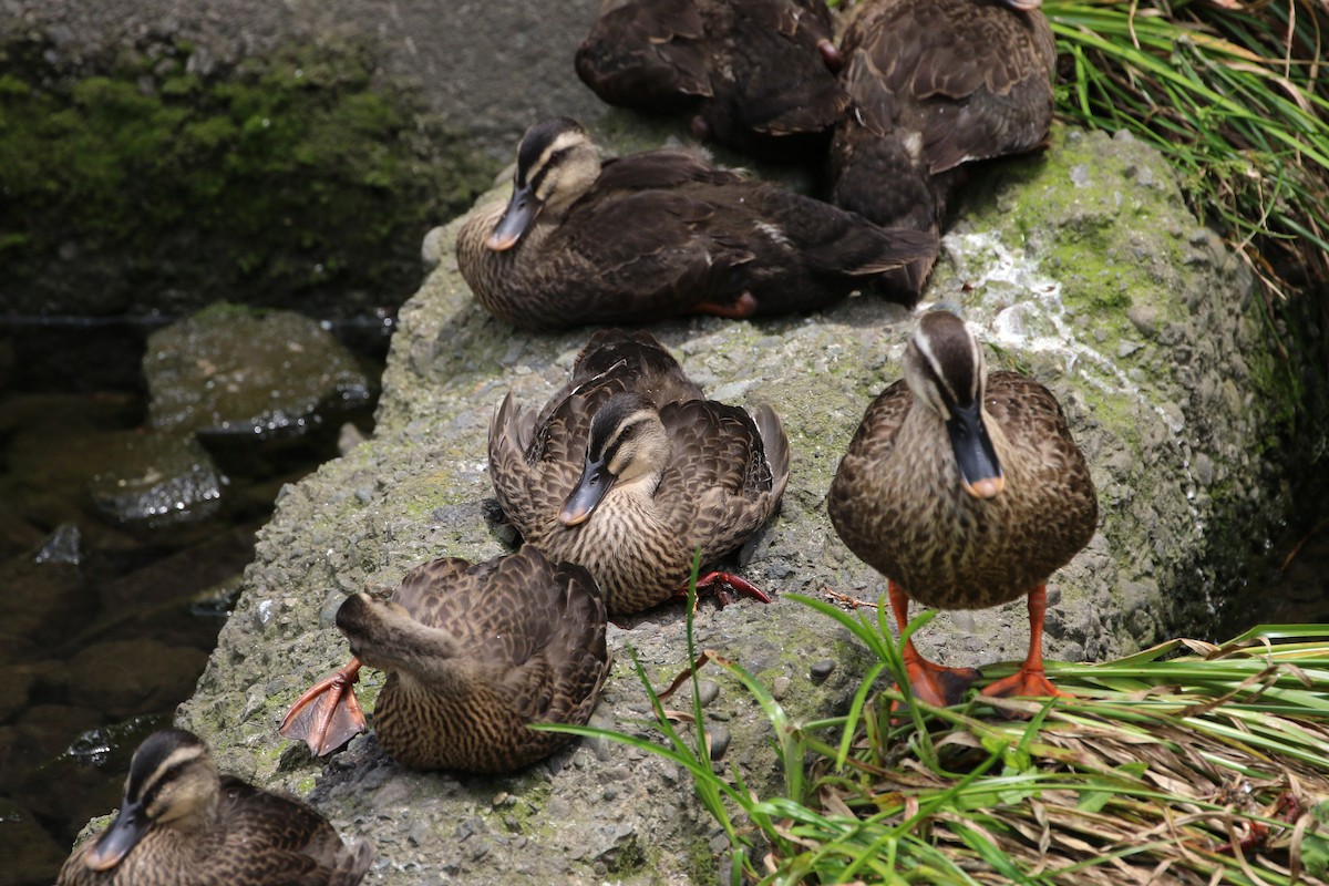 Eastern Spot-billed Duck - ML431454271
