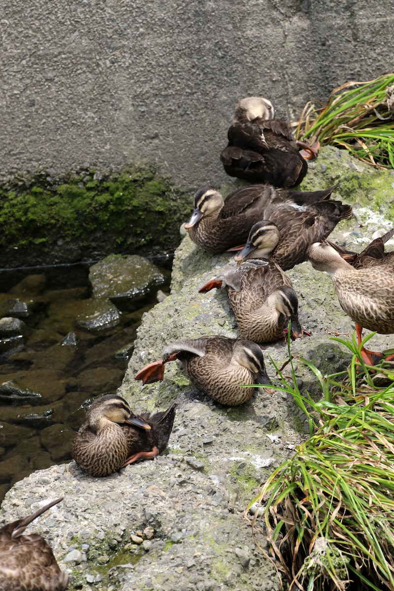 Eastern Spot-billed Duck - ML431454281
