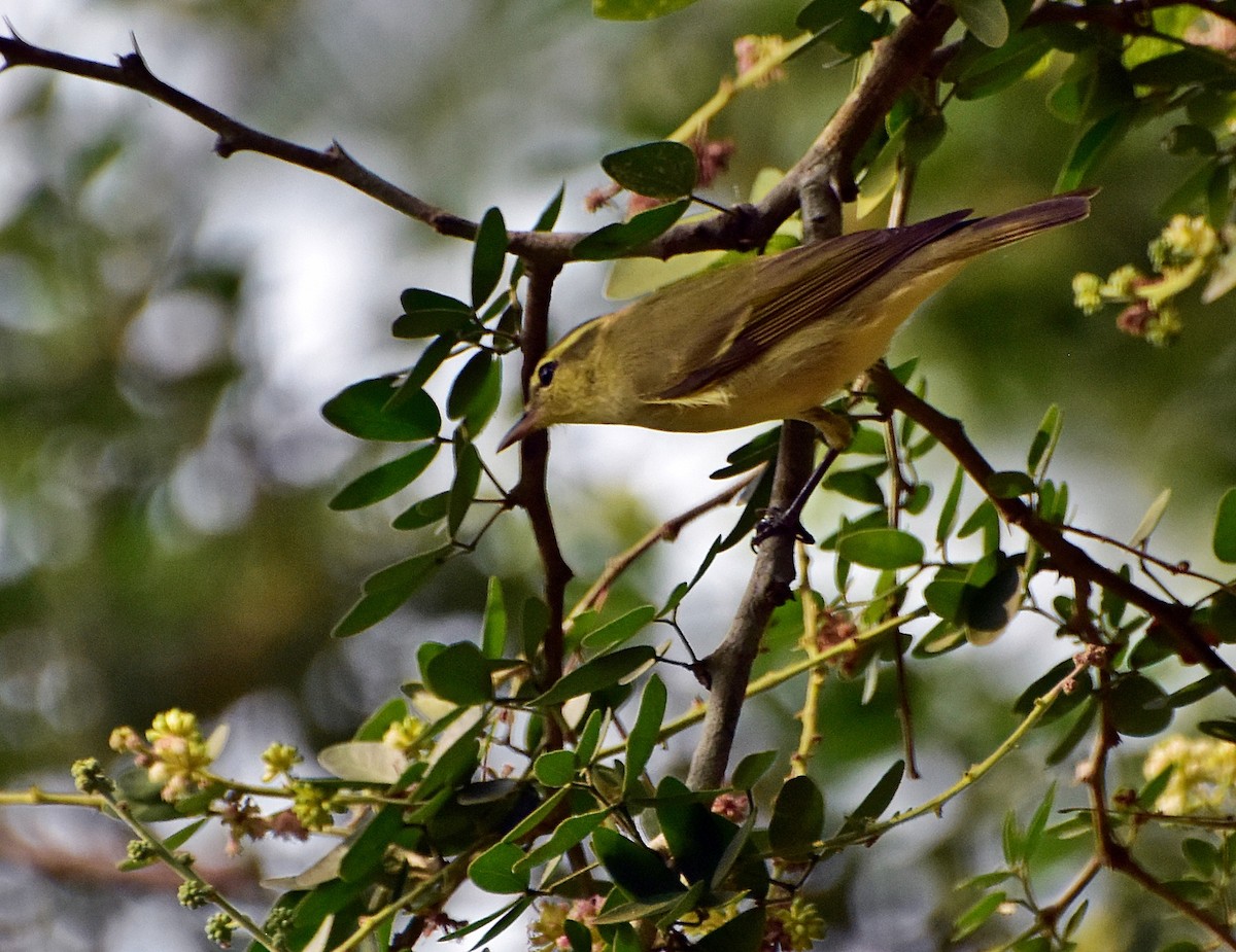 Green/Greenish Warbler - ML431455371