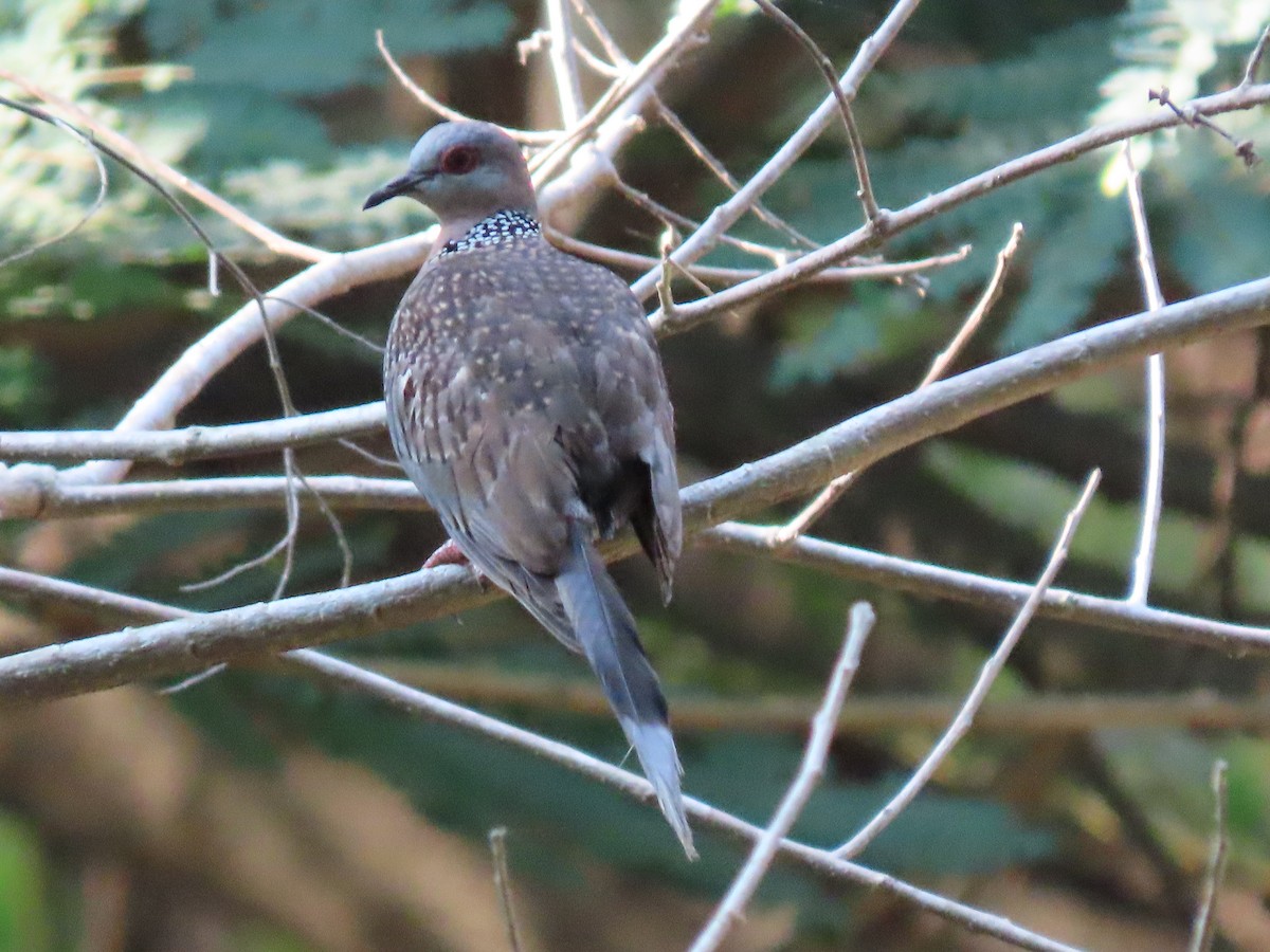 Spotted Dove - ML431455441